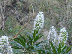 Echium callithyrsum