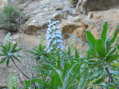 Echium callithyrsum