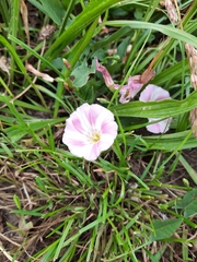 Convolvulus arvensis