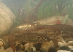Pseudobarbus burchelli