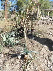Pancratium canariense
