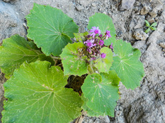 Pericallis webbii