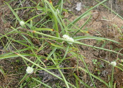 Cyperus dubius