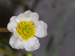 Ranunculus fluitans