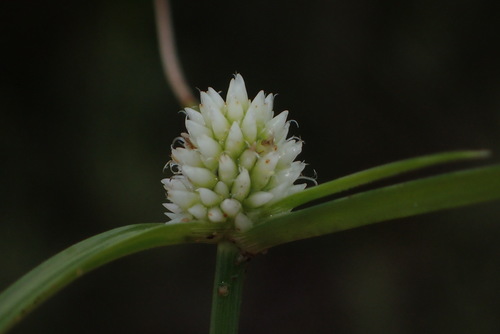 soft sedge