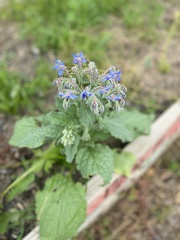 Borago