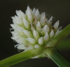 Cyperus dubius