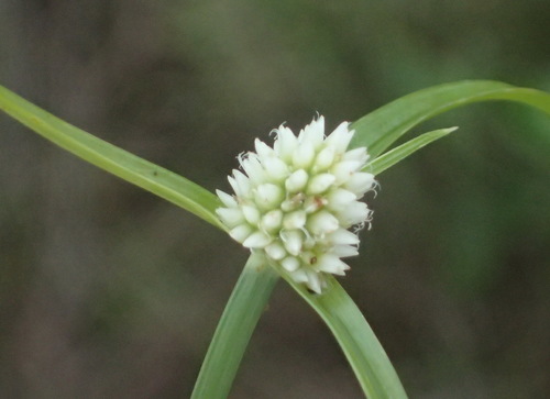 soft sedge