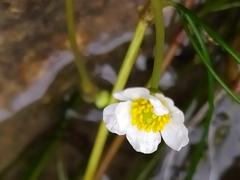 Ranunculus fluitans
