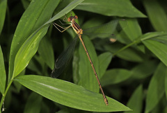 Lestes rectangularis