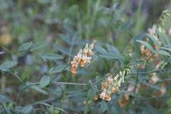 Lathyrus sulphureus