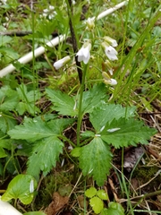 Cardamine maxima