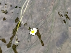 Ranunculus fluitans
