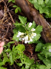 Cardamine maxima