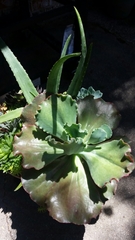 Gibbiflorae