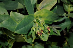 Cerinthe minor auriculata