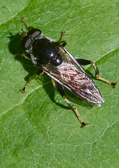 Xylota flavitibia