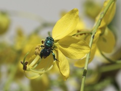 Euglossa viridissima