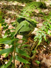 Herpetogramma sphingealis