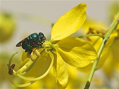 Euglossa viridissima