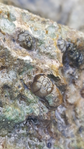 Chthamalus fragilis