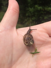Cornu aspersum