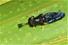 Hermetia sexmaculata