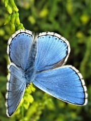 Polyommatus bellargus