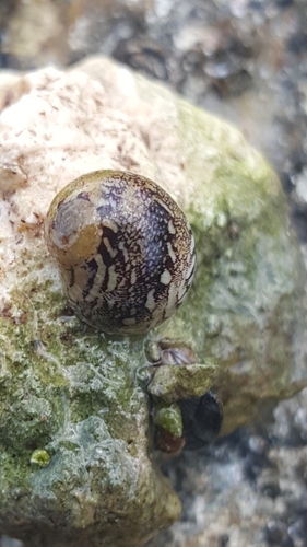 Vitta virginea