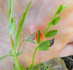 Lathyrus tingitanus