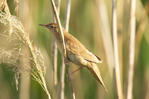 Buscarla unicolor (Locustella luscinioides)