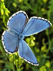 Polyommatus bellargus