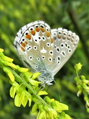 Polyommatus bellargus