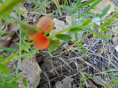 Lathyrus tingitanus