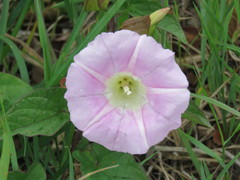 Calystegia × pulchra