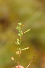 Acmispon parviflorus