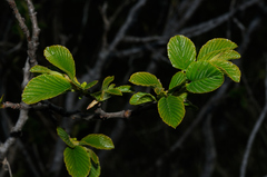 Rhamnus alpina