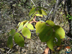 Zanthoxylum bijugum