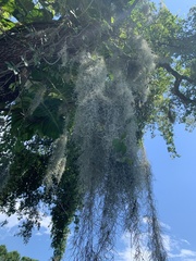 Tillandsia usneoides