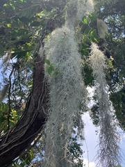 Tillandsia usneoides