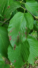 Acalitus longisetosus