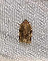 Choristoneura fractivittana