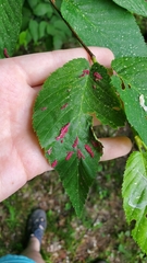 Acalitus longisetosus