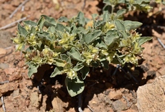 Acleisanthes nevadensis