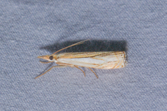Crambus saltuellus