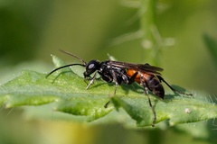 Arachnospila
