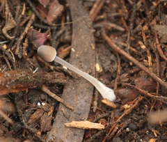 Mycena abramsii