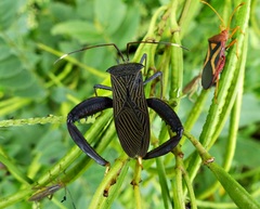Acanthocephala parensis