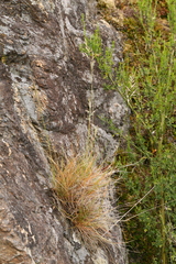 Festuca roemeri