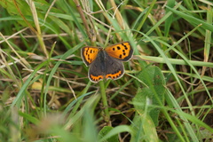 Lycaena phlaeas